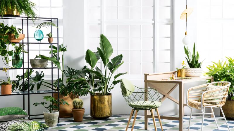 Go Green With Beautiful Indoor Plants